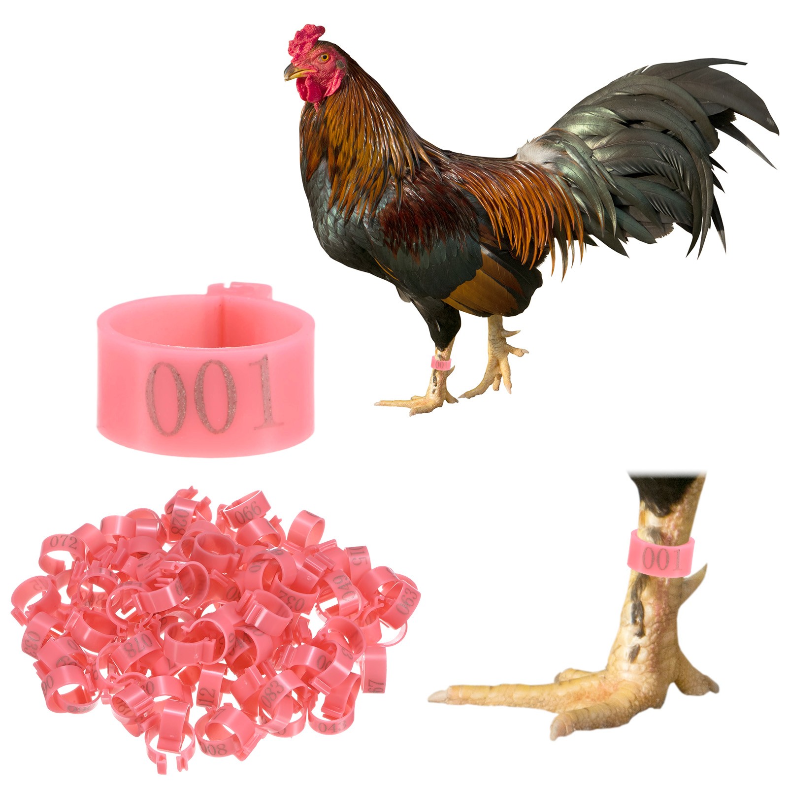 100-Pack Chickens Leg Bands, 16 mm Plastic Chicken Leg Rings [Pink]