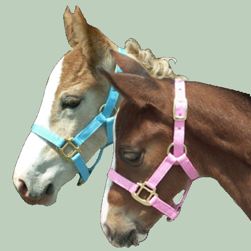 Foal Halter Newborn Suckling Colt or Filly - Choice of Light Pink or Baby Blue