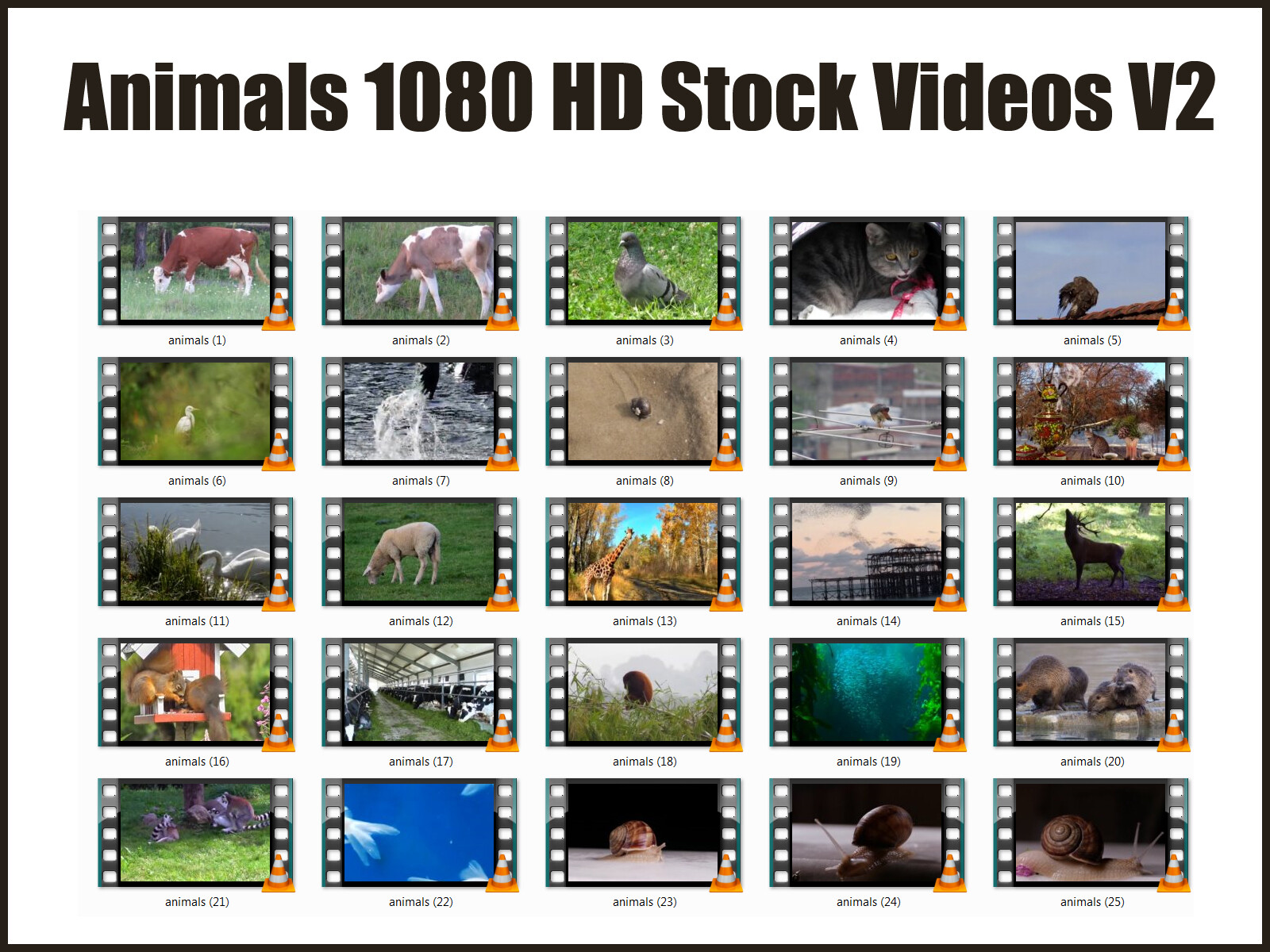 HD (1080) Royalty Free Stock Footage Videos "Animals" Collection on DvD-Rom