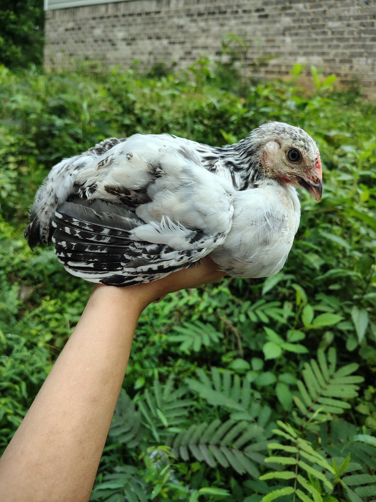 Assorted Rainbow Chicken Hatching Eggs (Assorted Colors)