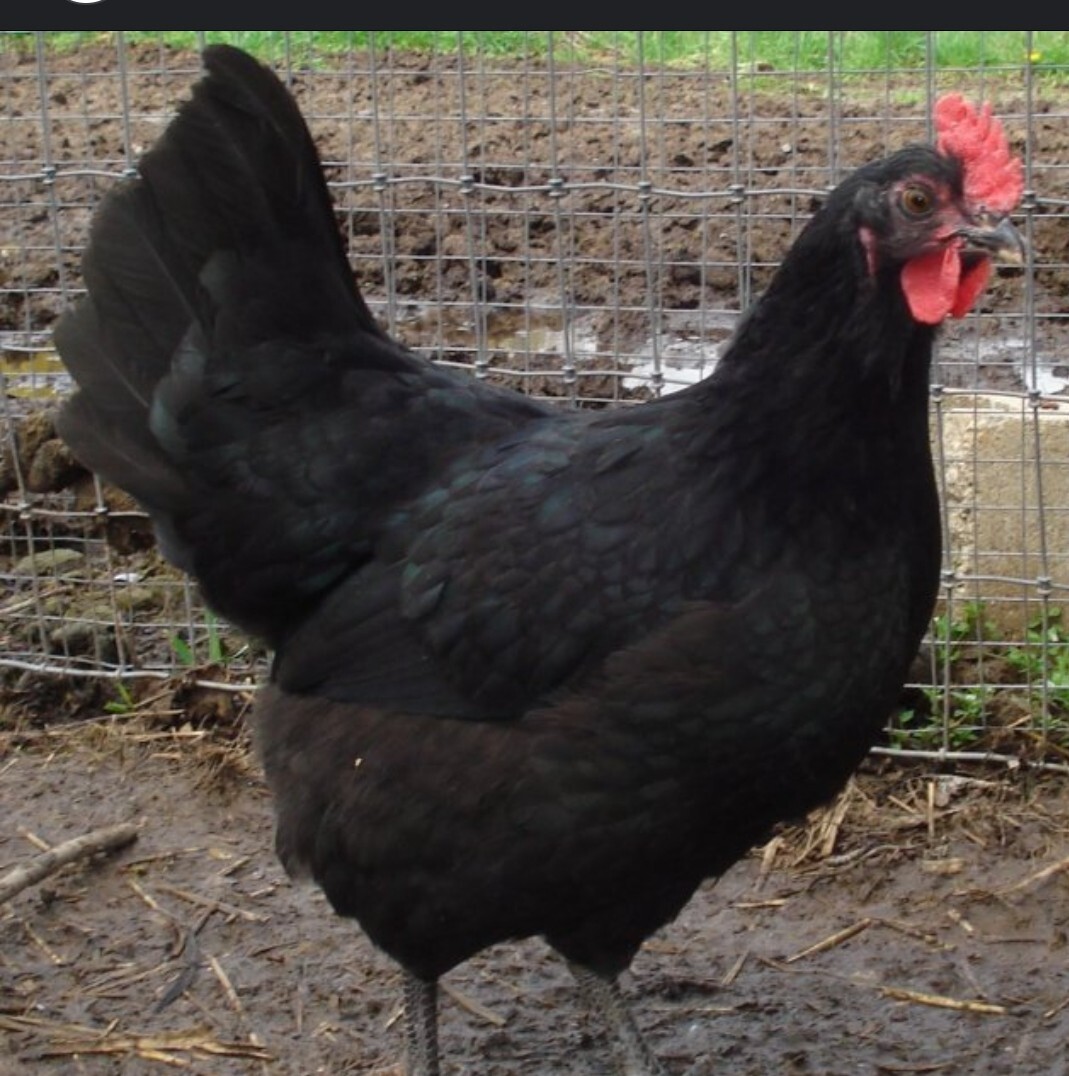 8 JERSEY GIANT HATCHING EGGS