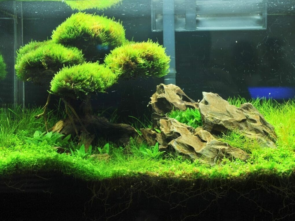 Java Moss / Christmas Moss (20 grams or .70 oz)