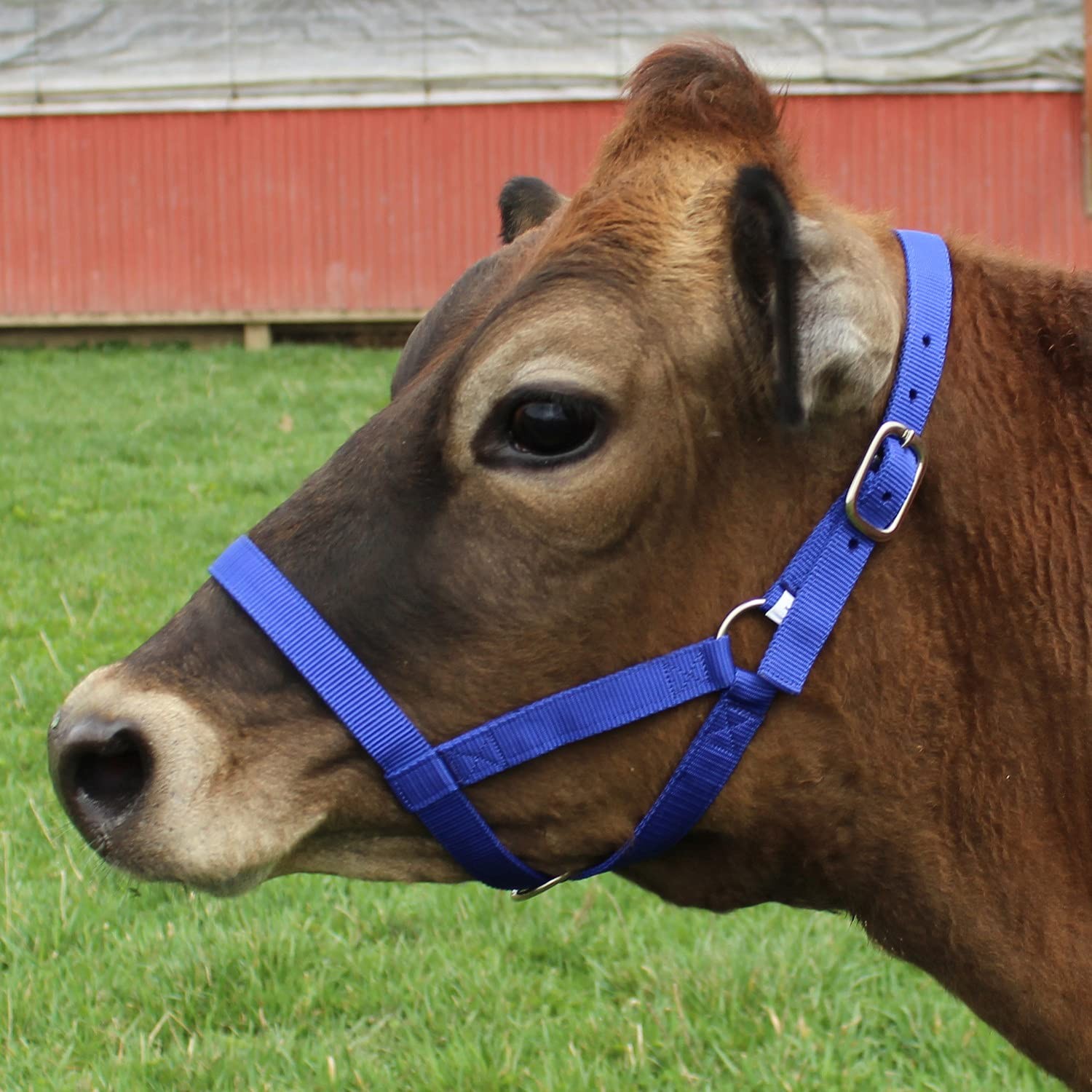 Durable Adjustable Nylon Cattle Halter For All Breeds Multiple Colors Available