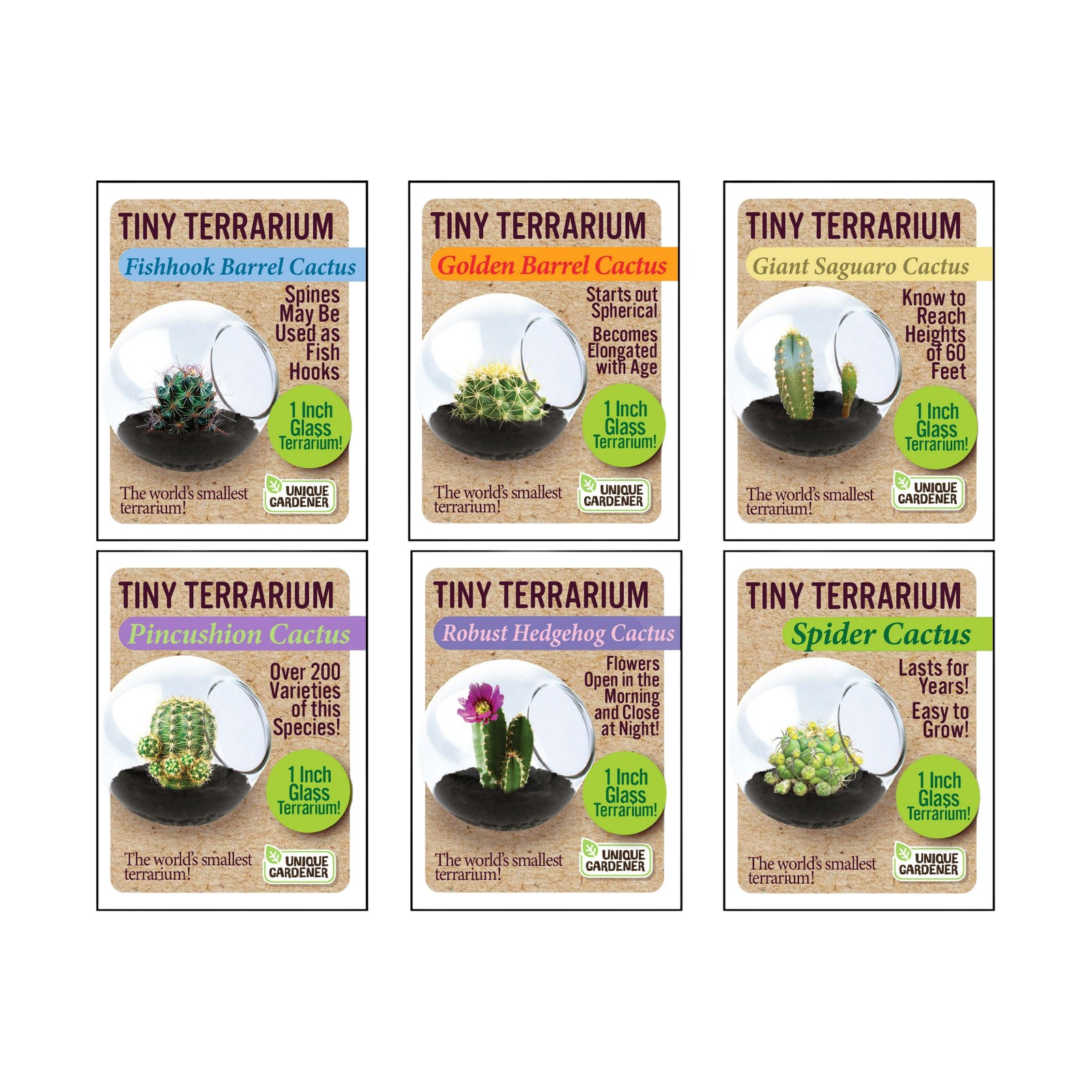 New - Unique Gardener Tiny Terrarium - 6 Variety Cacti Pack: 1 of Each - Ages 4+