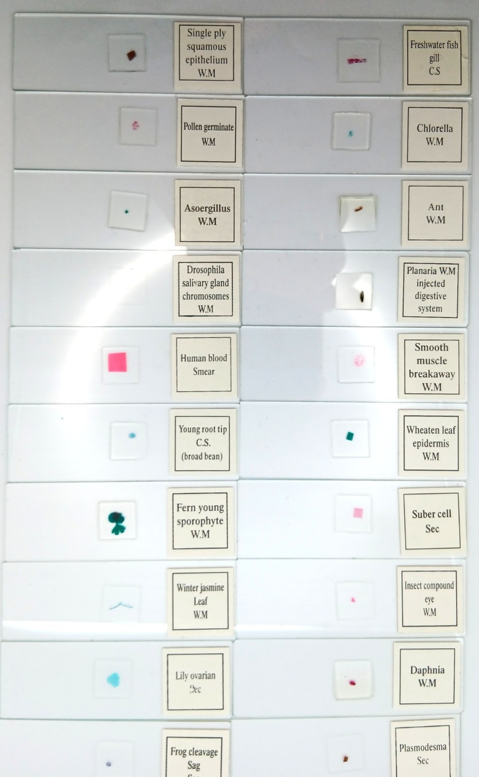 Histological Microscope Slide Preparations (100) - Zoological and Botanical