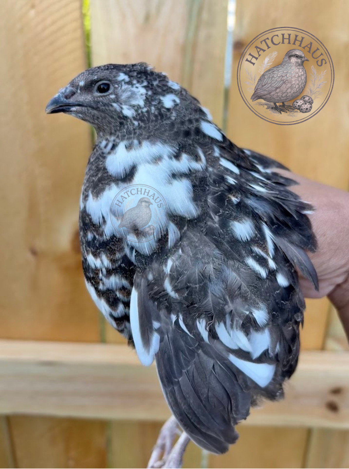 36 Assorted RARE COLORS Coturnix Quail Hatching Eggs - shipped in foam