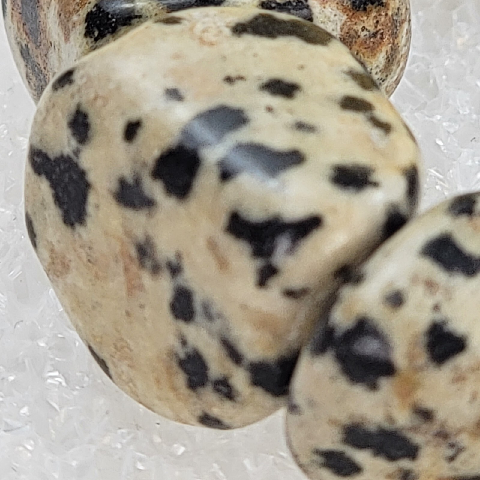 Dalmatian Jasper Beaded Stretch Bracelet 6.5" Sizable