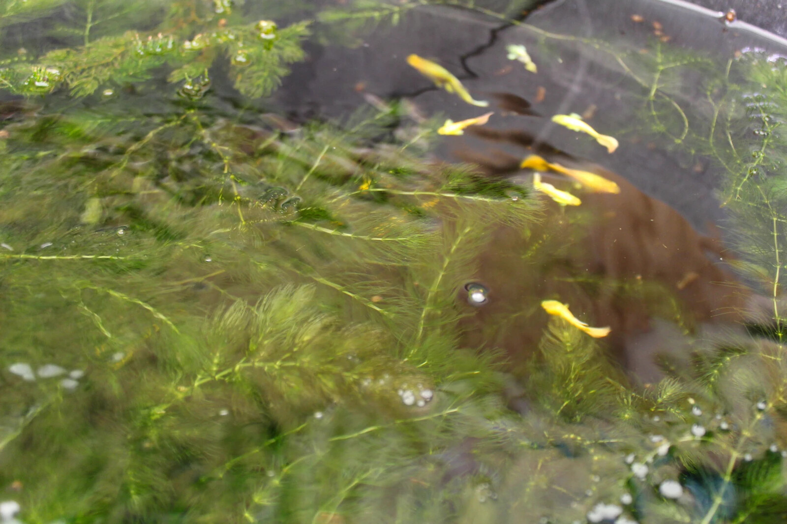 3+ Hornwort Live Aquarium Plants
