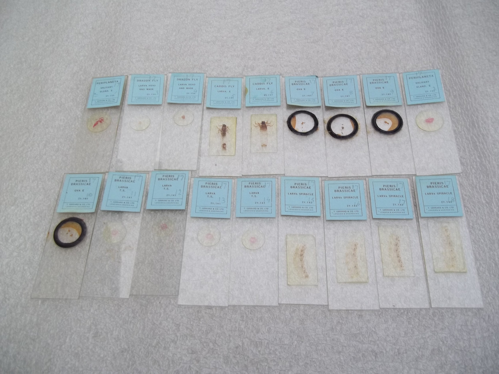 Vintage Glass Microscope Slides - 6 x Boxes
