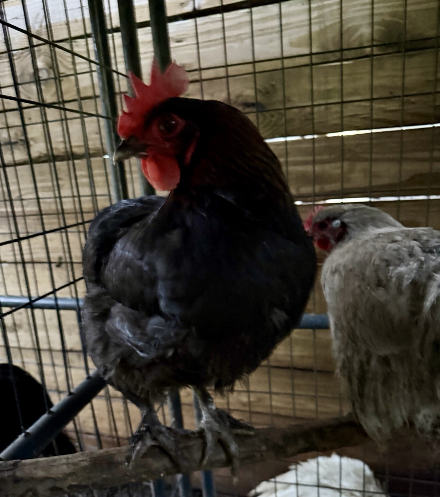 6 DARK Marans Chicken Hatching Eggs