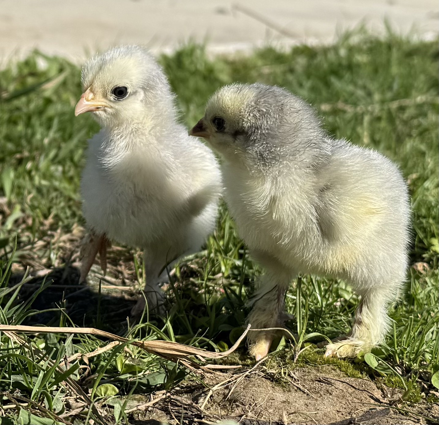 1 Lavender or Isabel Brahma Hatching Egg