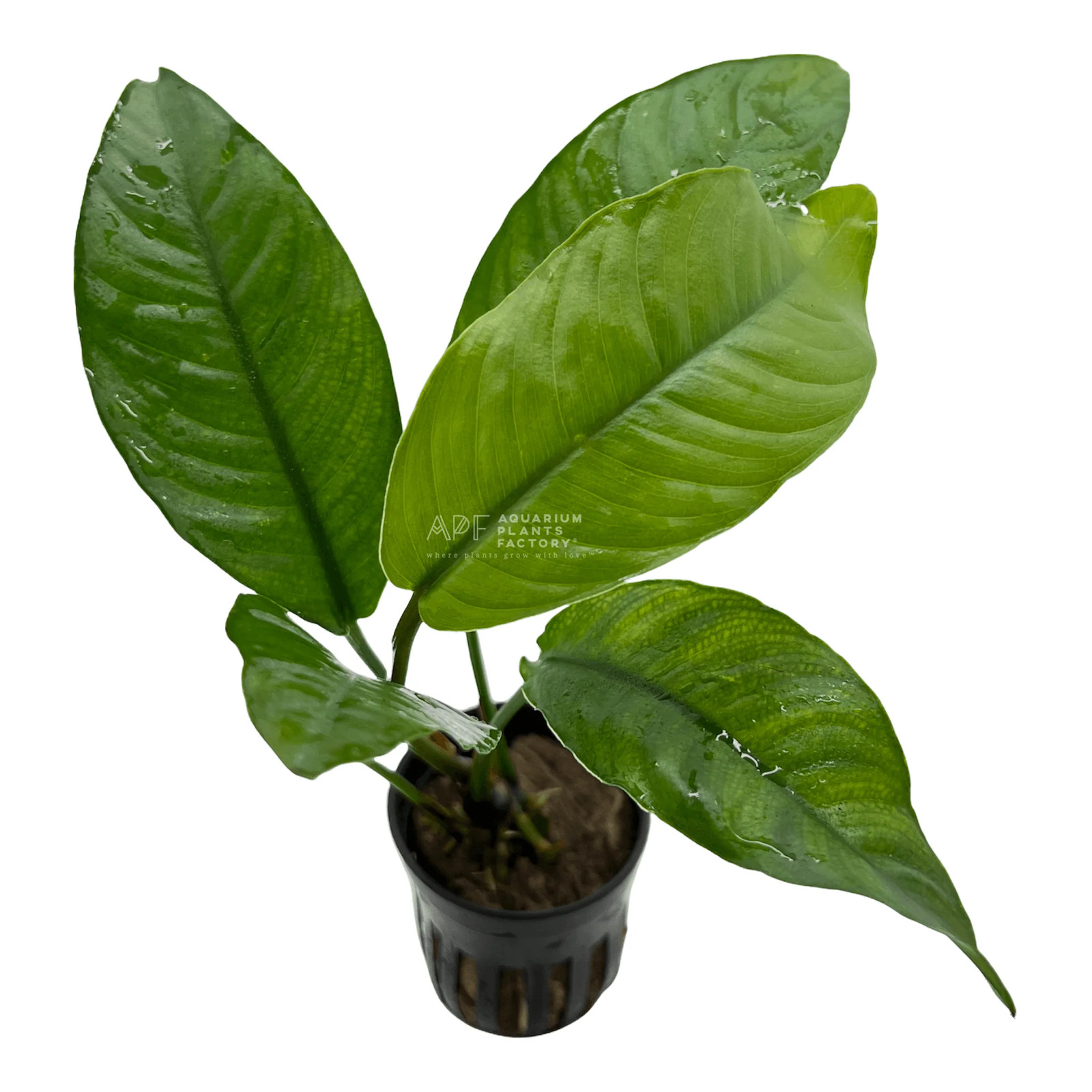 Anubias Heterophylla | Aquarium Plants Factory®