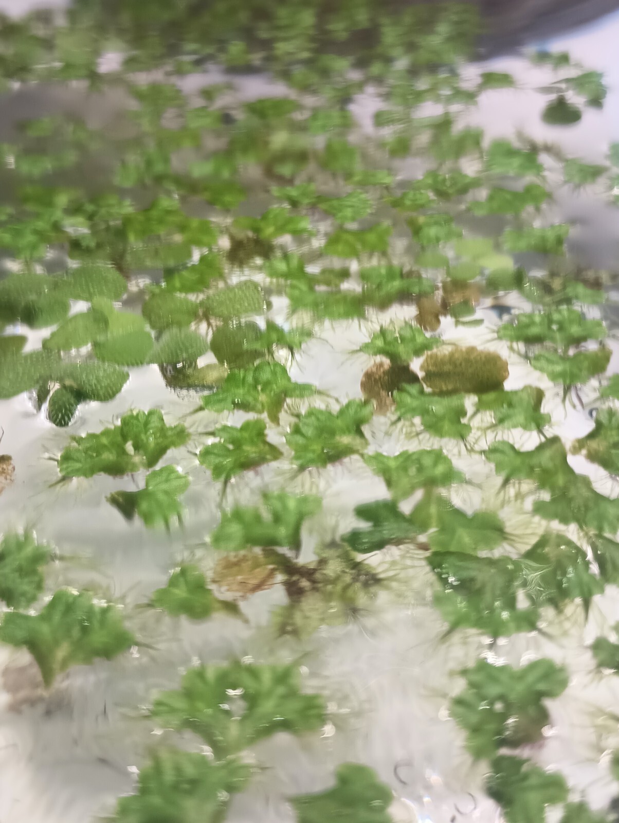 20+ purple-fringed riccia: live aquarium/terrarium/paludarium plant