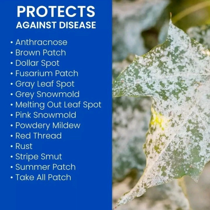 BioAdvanced Fungus Control for Lawns Granules Bayer Prevent Brown Patch 10 lb