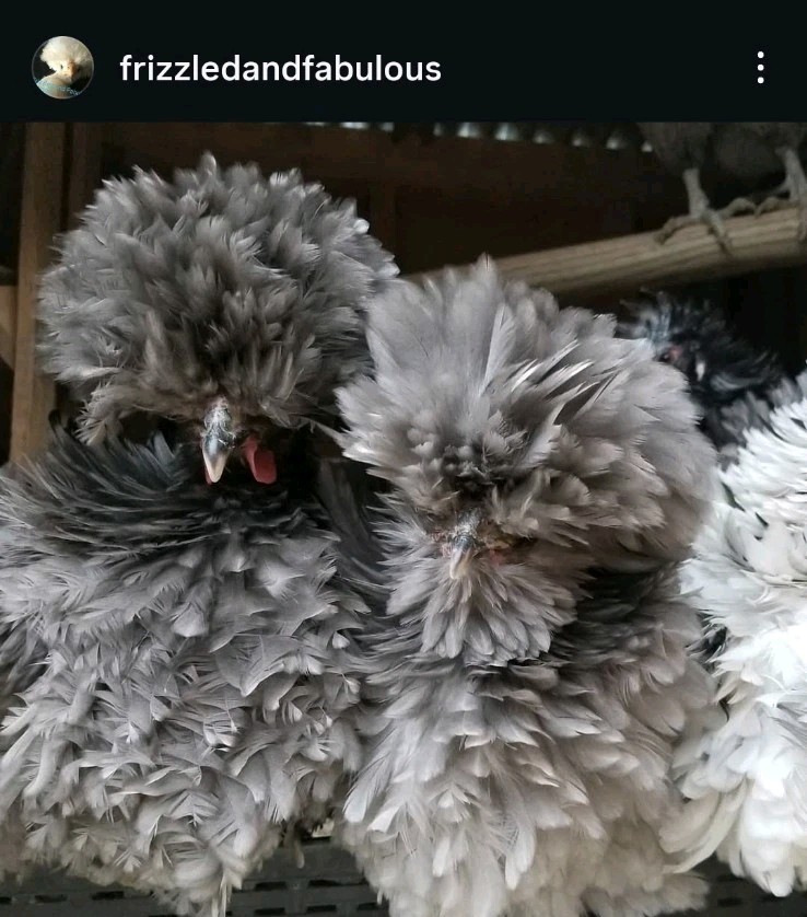 18+polish frizzle hatching eggs Npip Cert