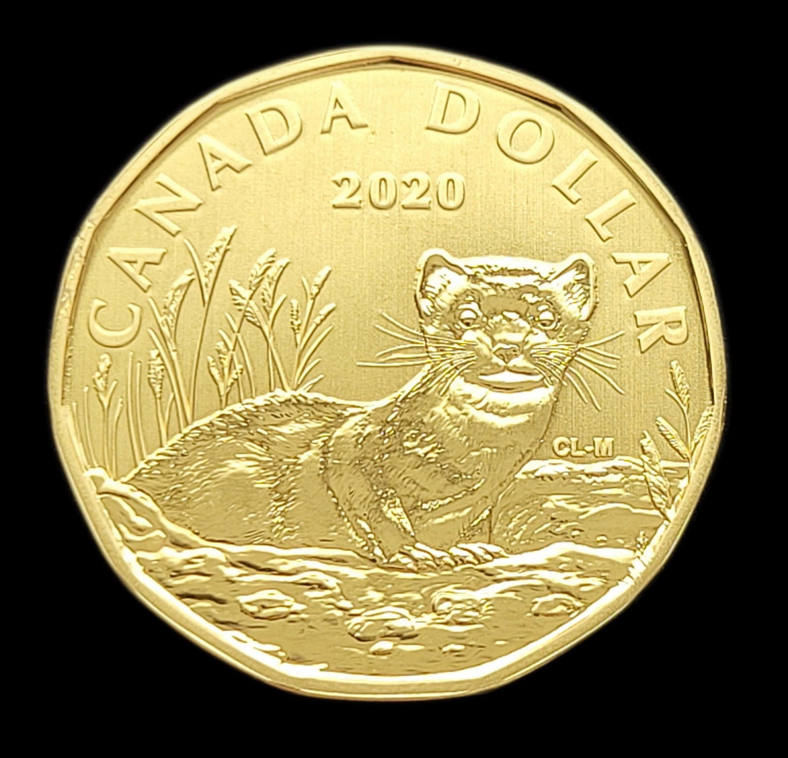 ***  CANADA   LOONIE   2020  ***  BLACK  FOOTED  FERRET  ***