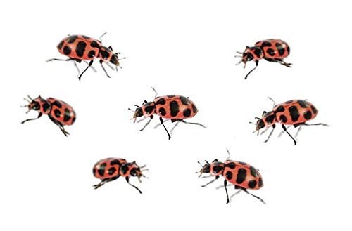 Ladybug Larvae Kit - 2 Tubes with STEM Journal - Raise & Release Pink Spotted La