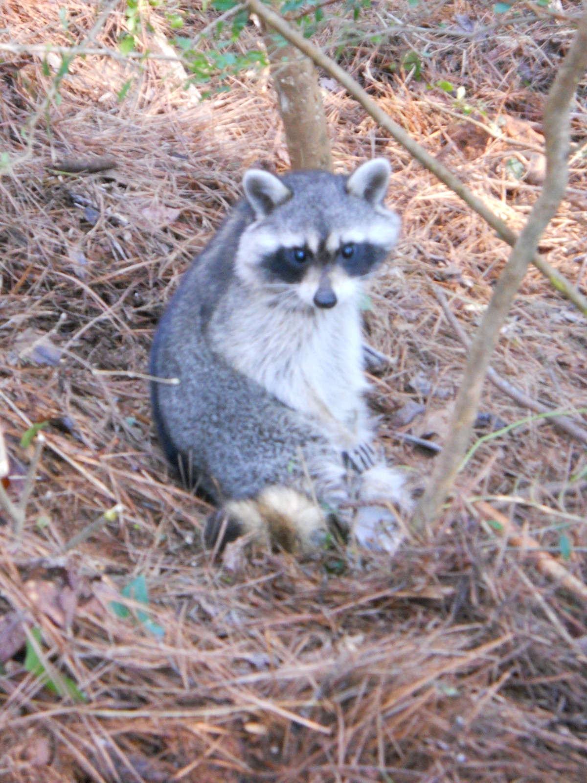 RACCOON LURE 1oz. for Trapping