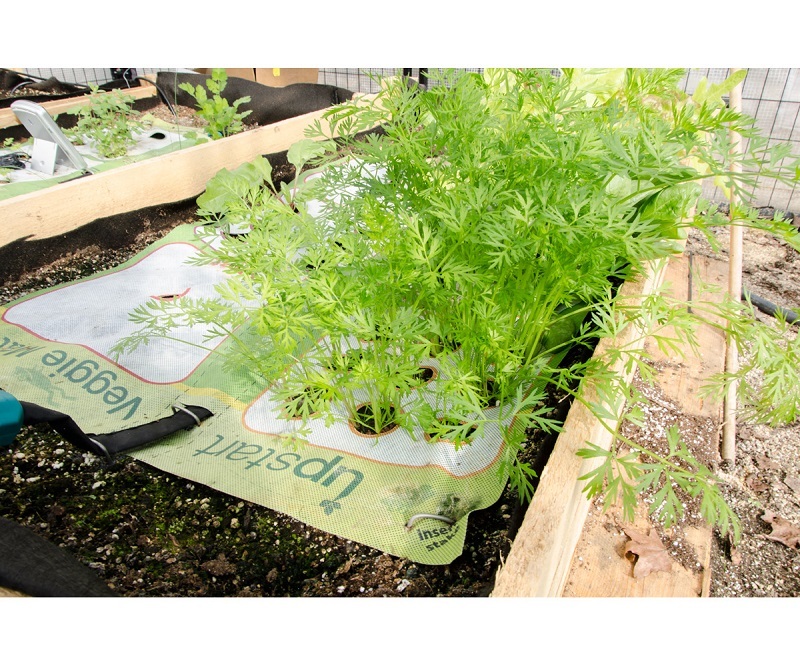 Upstart Vegetable Mat 2' x 3', Complete Kit W/ NON GMO Seed Balls SAVE BAY HYDRO