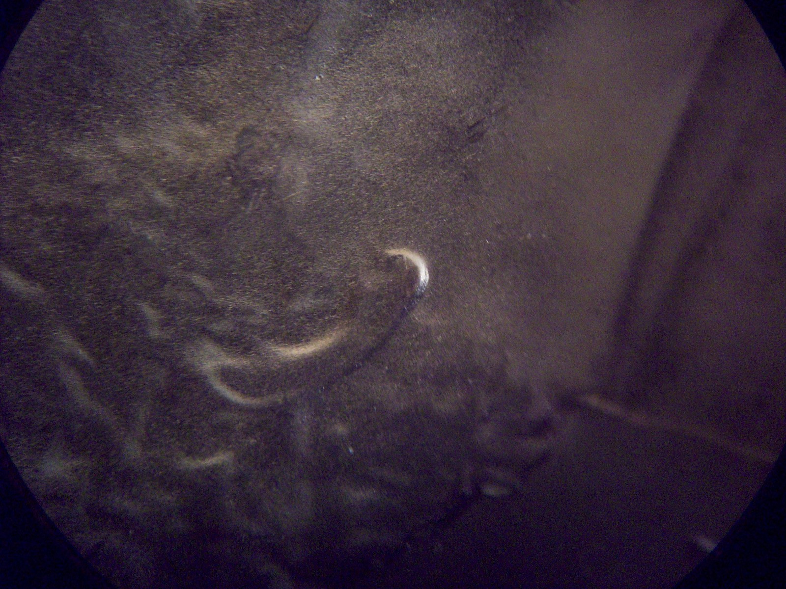 2025 D Doubled Die Earlobe DDO New Discovery