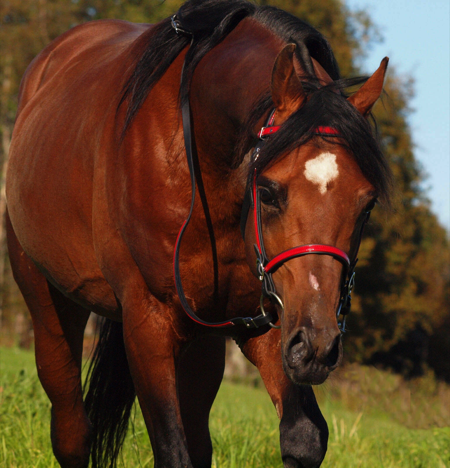 HORSE SIZE- Black English Convert-A-Bridle with Red overlay