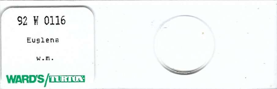 Euglena w.m. Microscope Slide