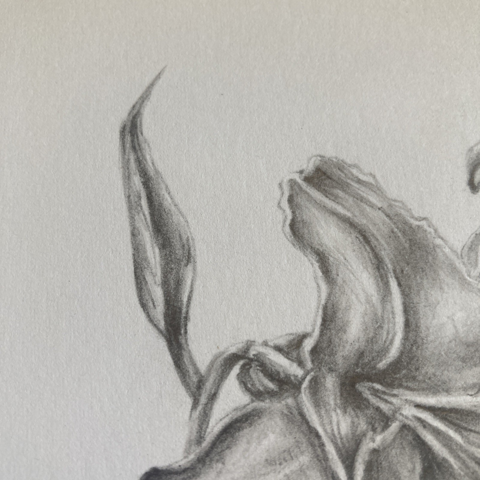 Original Artwork Botanical Flower Lily Graphite Pencil Drawing