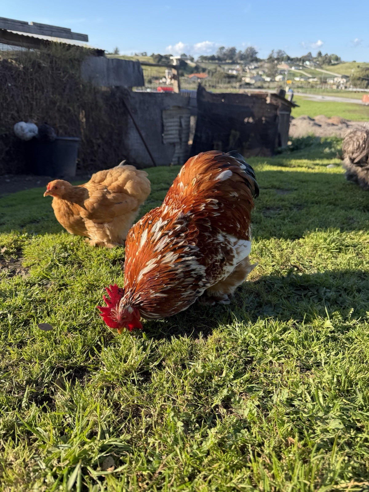 Bantam Cochin Hatching Eggs