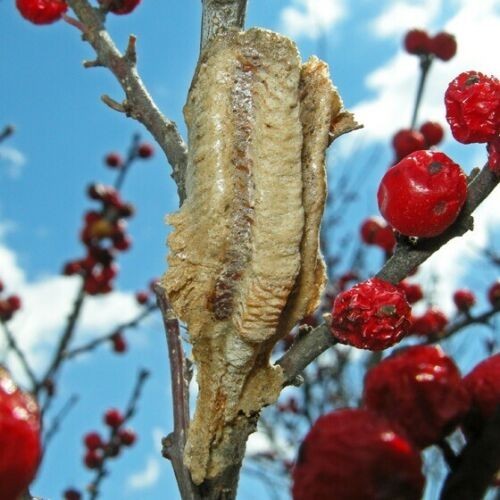 One Freshly Harvested Carolina Praying Mantis Egg Cases Fresh Picked 2026