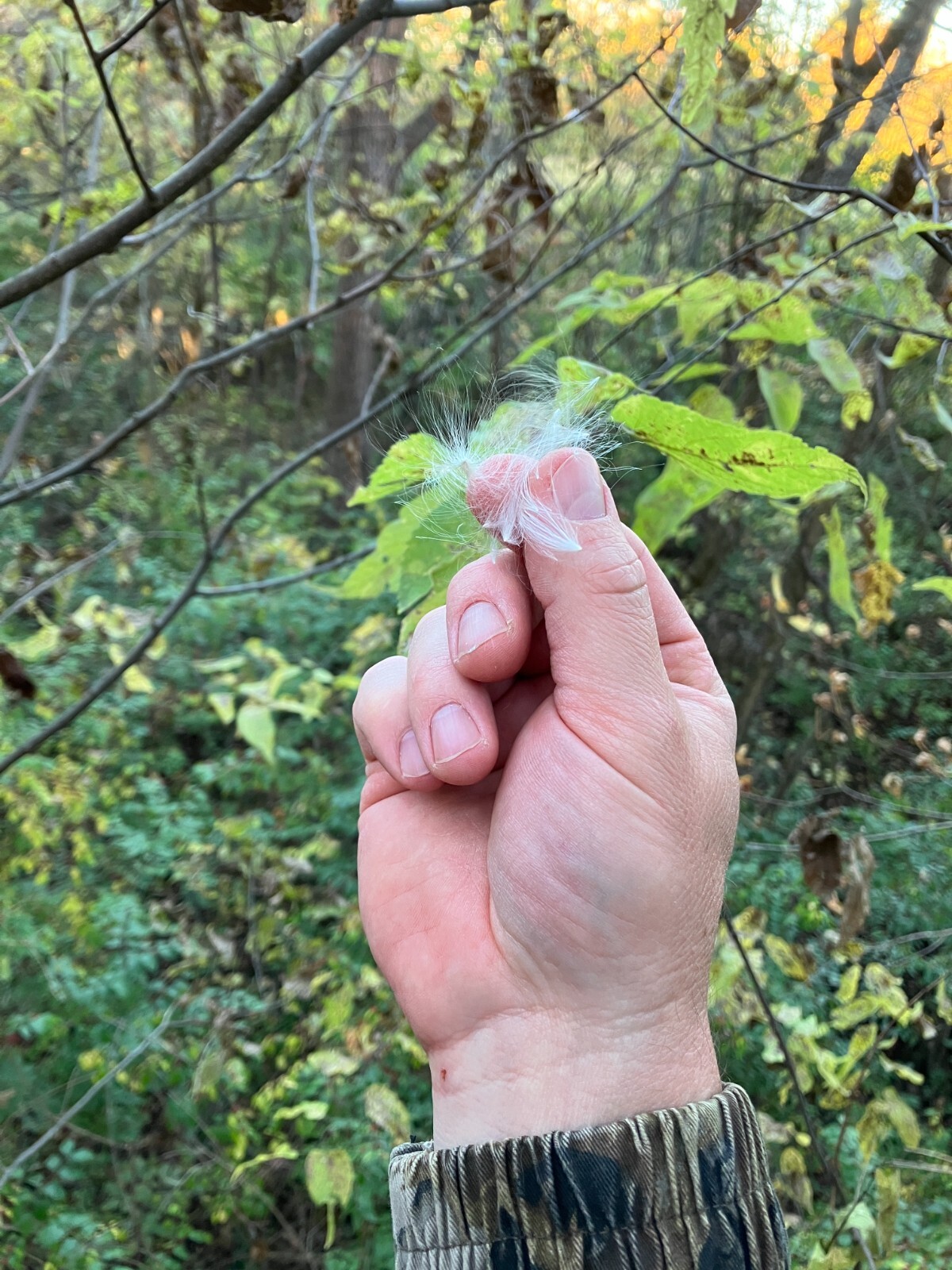 3 Pack Milkweed Wind Indicator