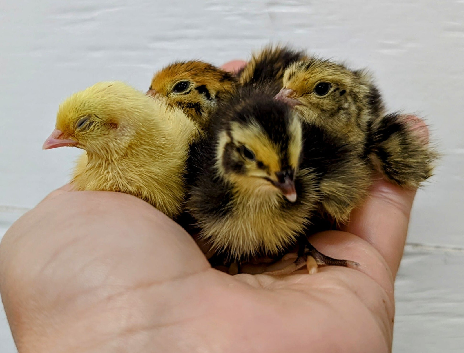 35 ++ Rainbow Coturnix Quail Hatching Eggs