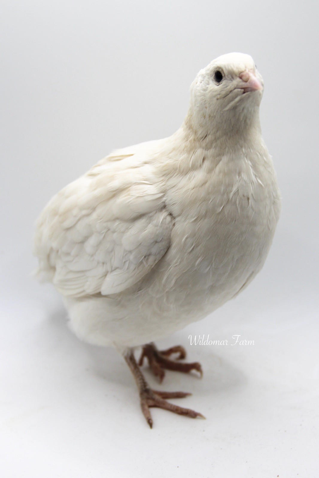60+ Coturnix Quail Hatching Eggs