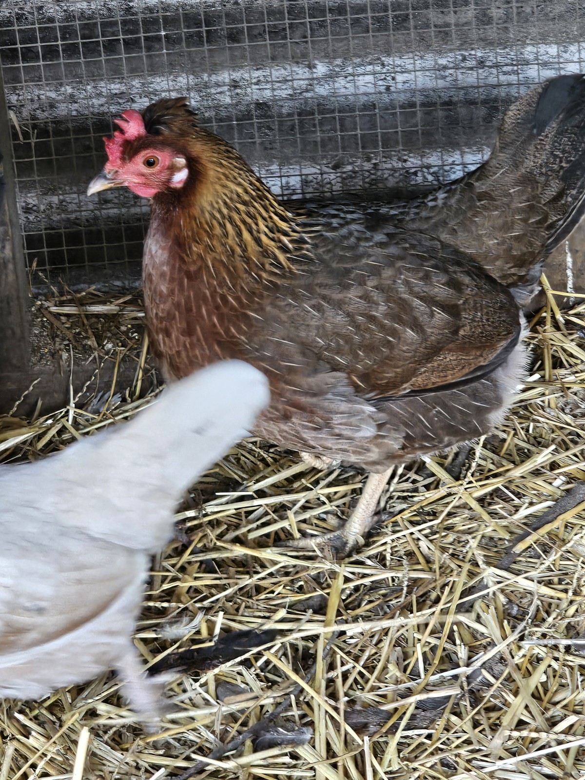 12 Old English Bantams