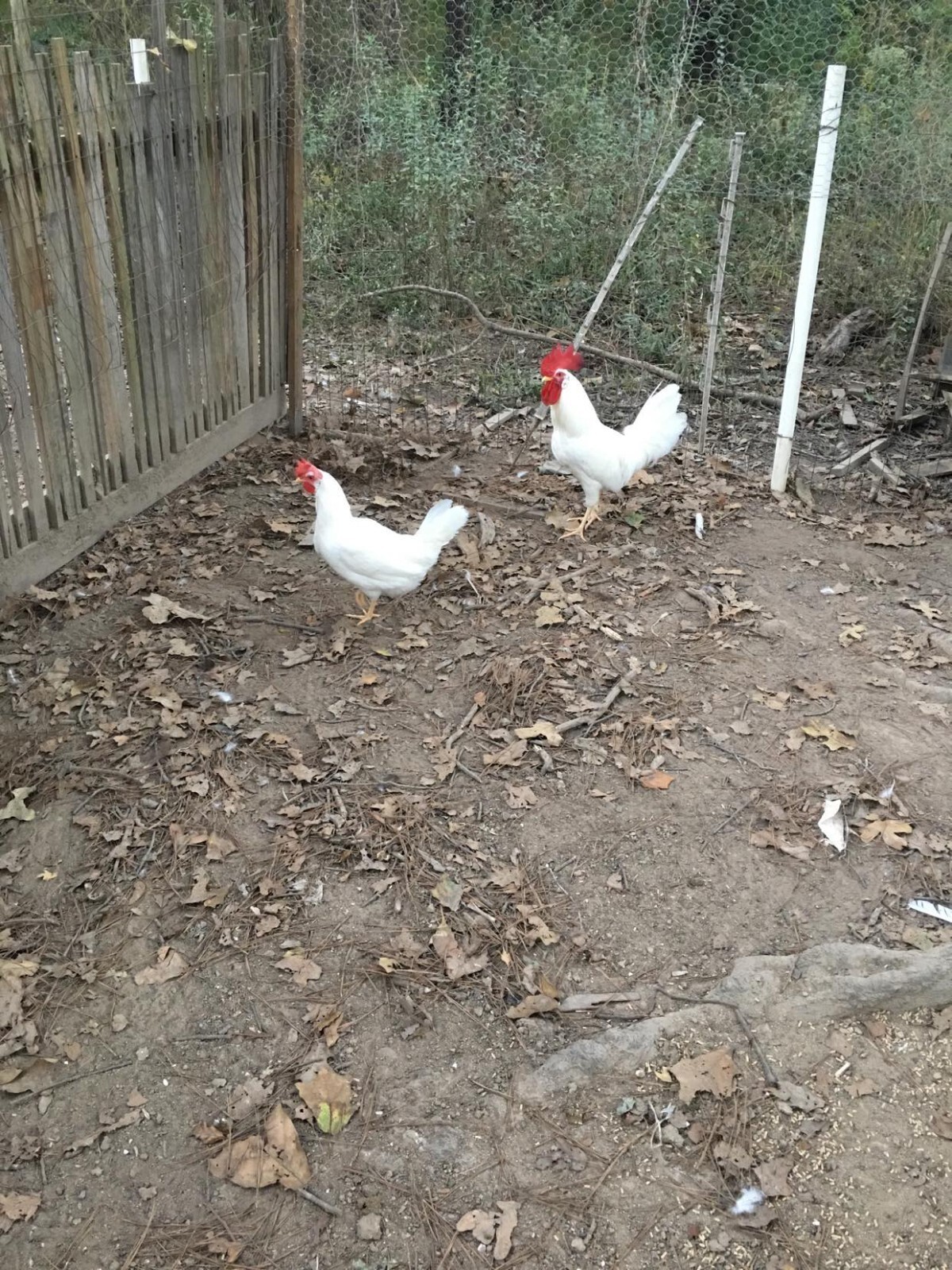 10ct Leghorn Hatching Eggs
