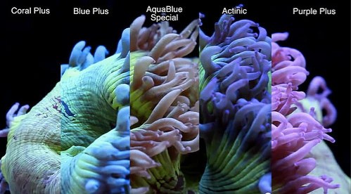 T5 Blue Plus Light Bulb - ATI