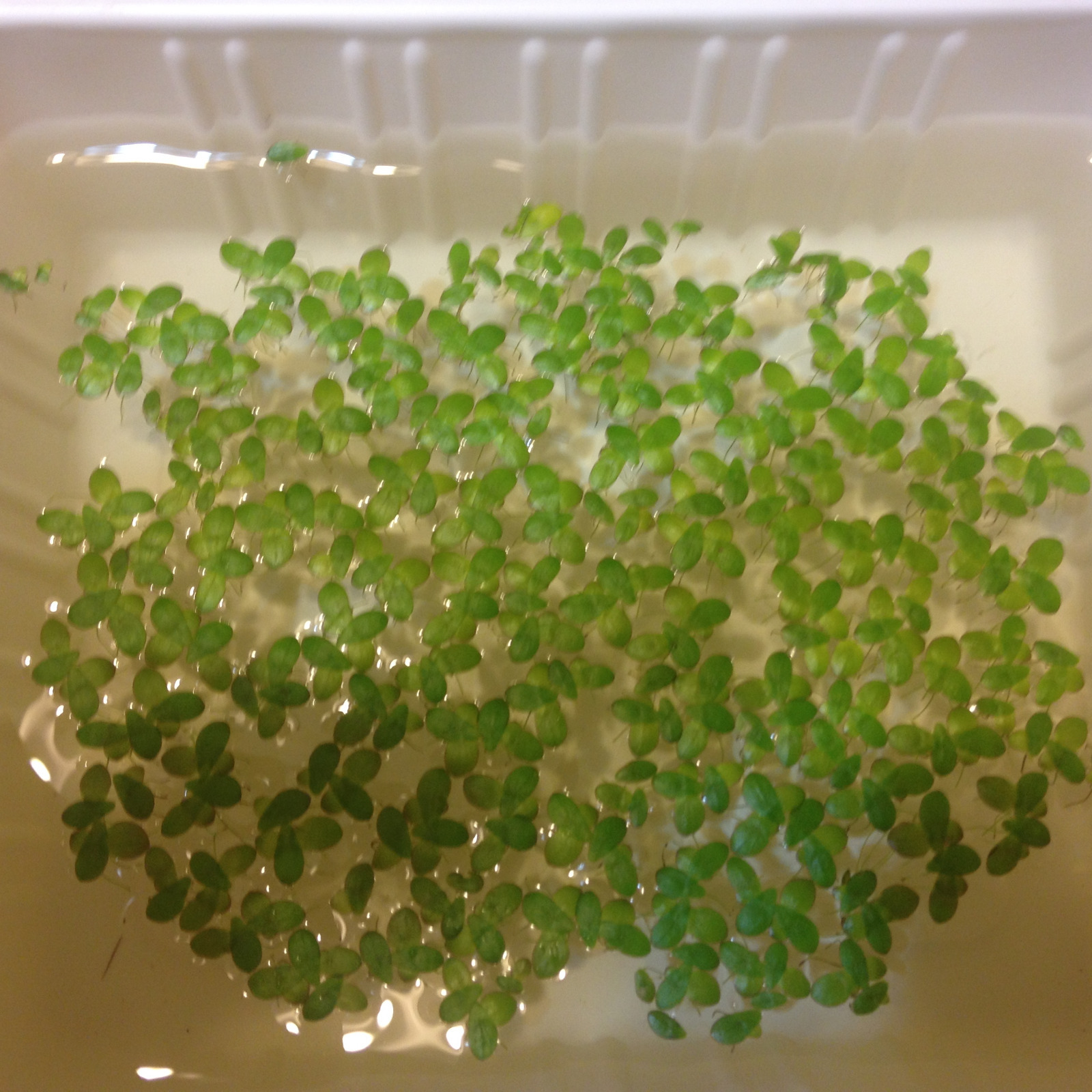 SNAIL FREE 99+ duckweed indoor grown live organic floating aquarium plants-