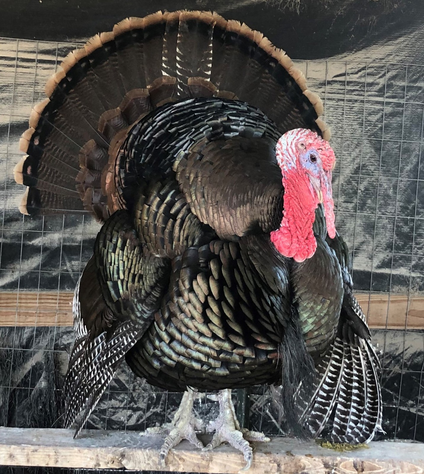 Turkey Hatching Eggs (One Dozen)
