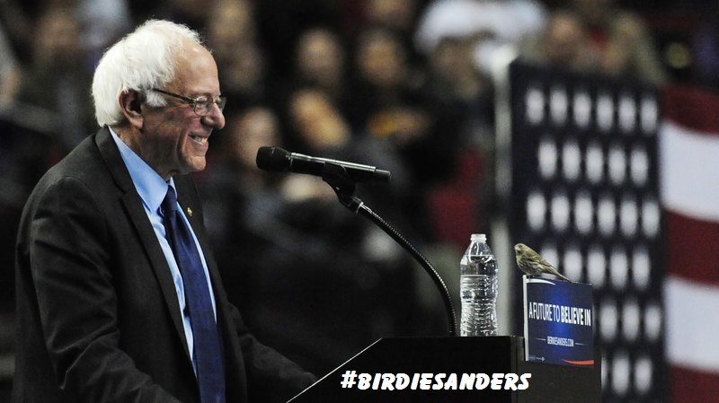 BERNIE SANDERS WITH BIRD PIC FRIDGE MAGNET 5" X 3.5" #BIRDIESANDERS