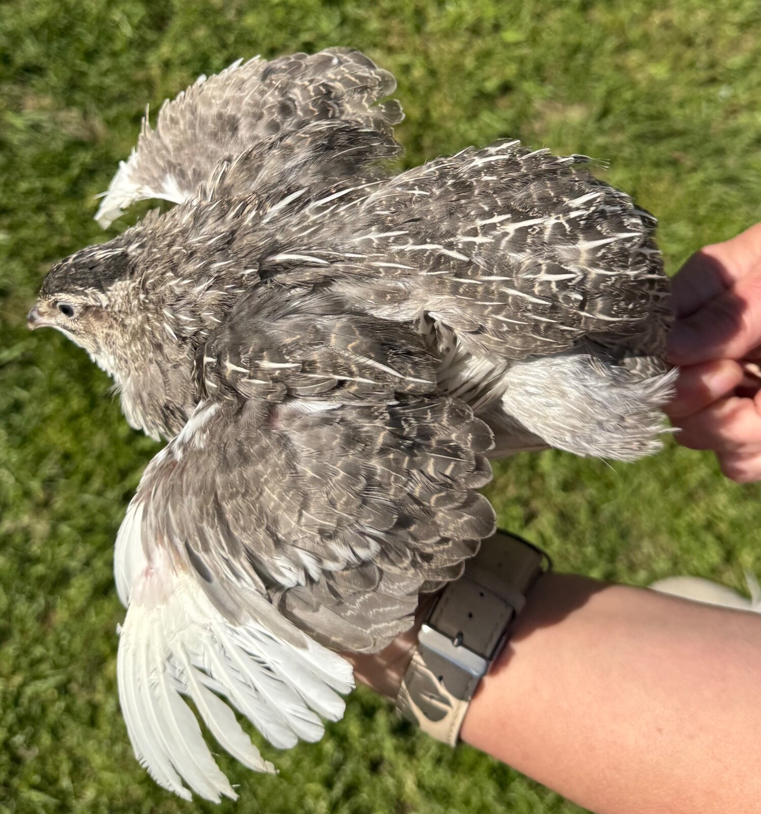 50+ RARE COLORS Coturnix Quail Hatching Eggs NPIP AI Free