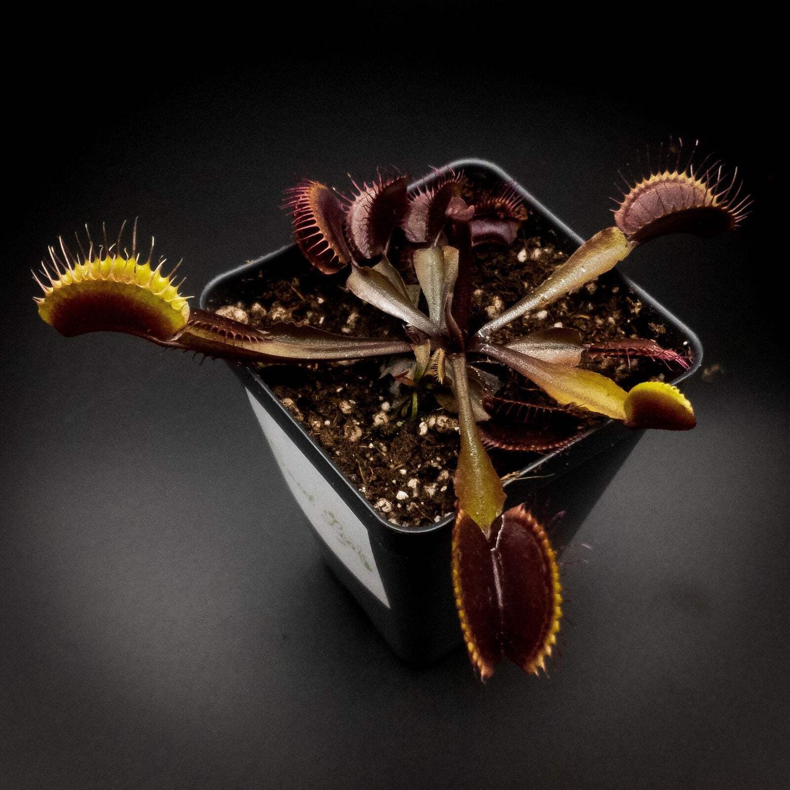 Akai Ryu (Red Dragon) Venus Fly Trap