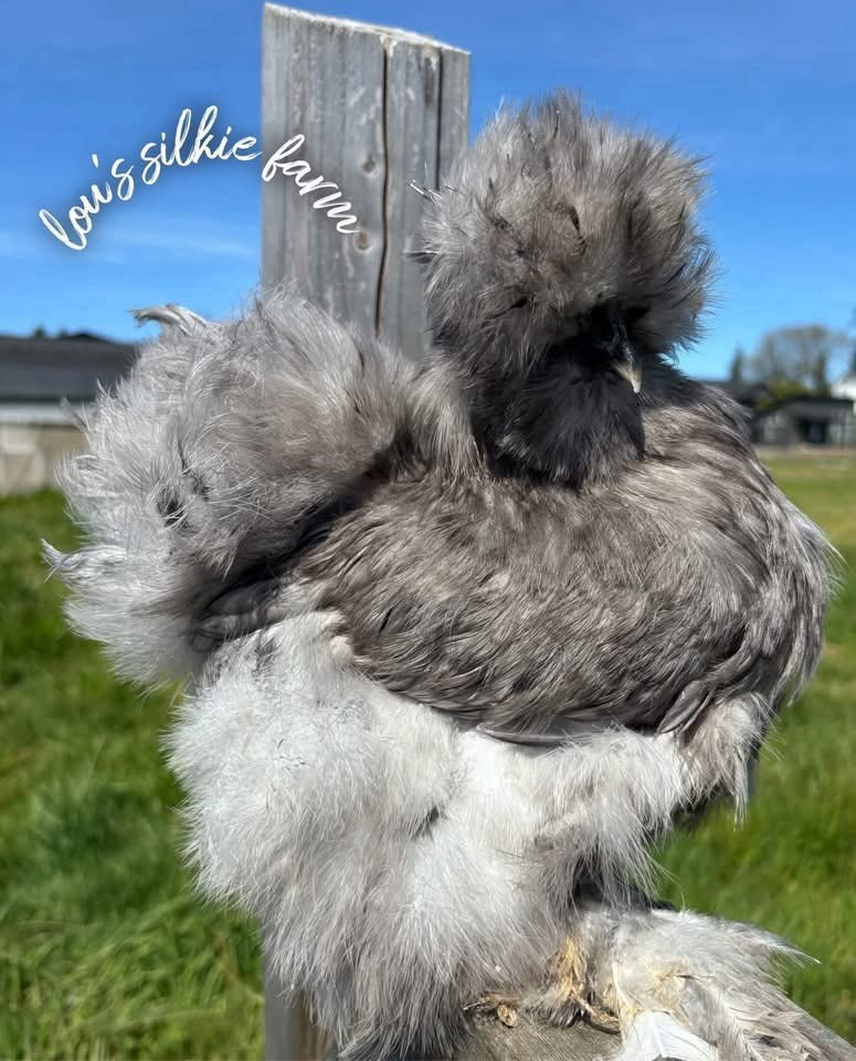 One Dozen (12) BLUE• Regular Silkie Feather Only • UPS 2 Day