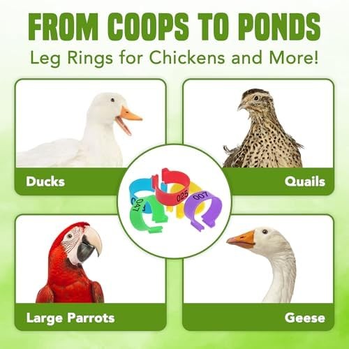 Chicken Leg Bands - Numbered & Multi-Colored Poultry Plastic Bands for Ducks, T