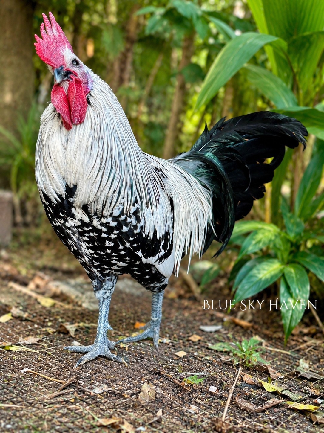 🔥RARE 12+ Hmong Hatching Eggs🔥 Original Laos Import - Pure Lines -