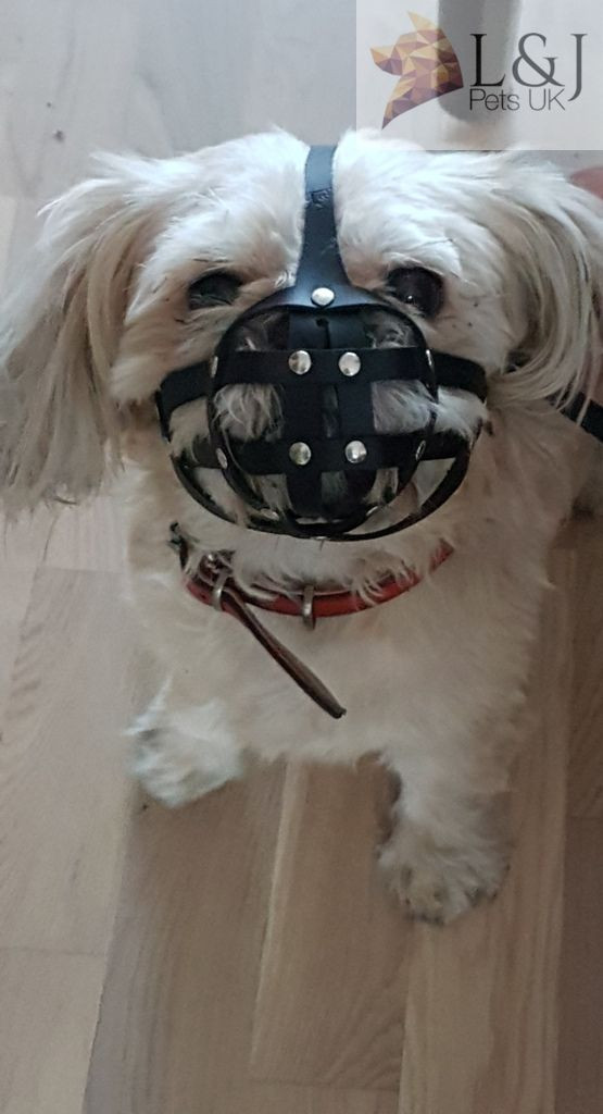Leather Dog Muzzle | Shih Tzu & other flat face faced short snout dogs | Durable