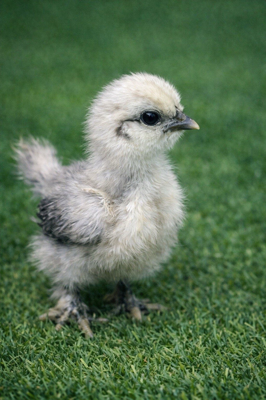 6+ Silkie Hatching Eggs - Fertile- NPIP