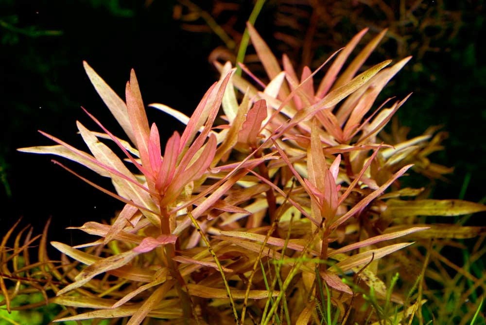 AMMANIA GRACILLIS - 10+ rooted stems -lead bunch -live aquarium plants