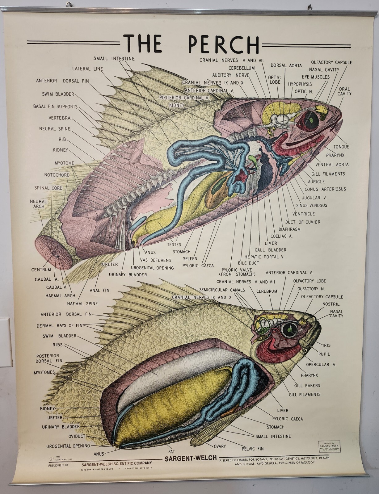 Vintage 1960 Sargent-Welch Perch Fish Anatomy Chart Zoology Biology Science