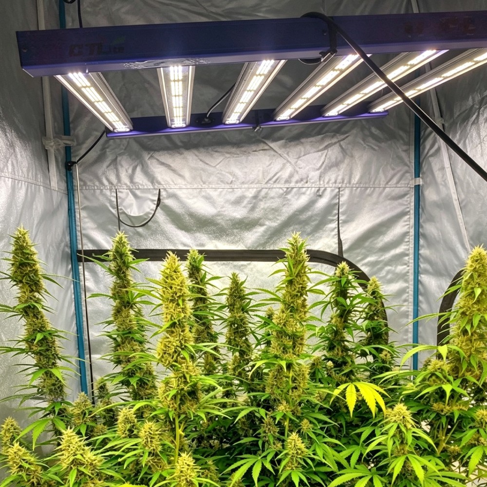 CTLITE FD4000 Fold LED Grow Light 350W Dimmable Full Spectrum Optimal Hydroponic