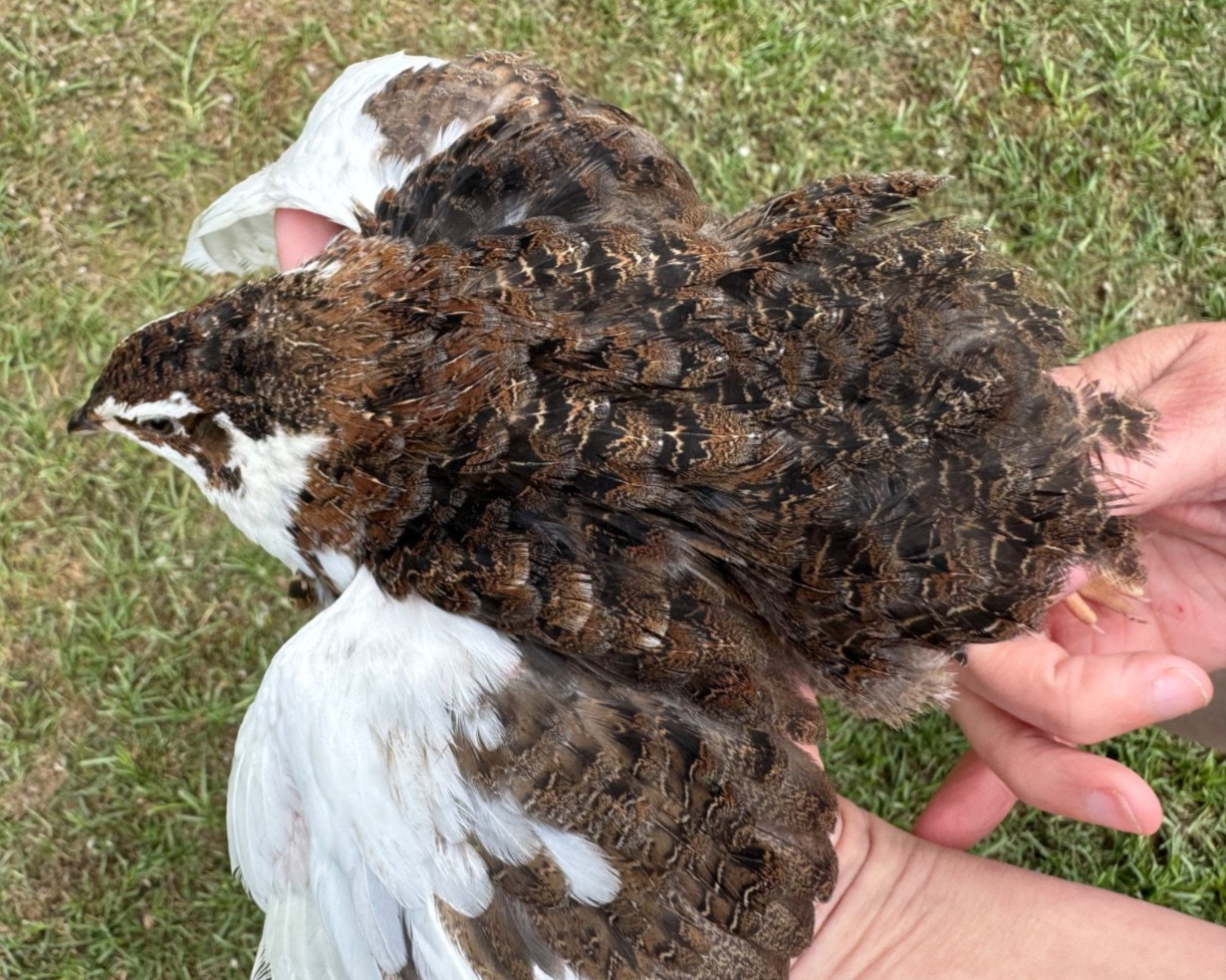 55+ RARE COLORS Coturnix Quail Hatching Eggs NPIP AI Free