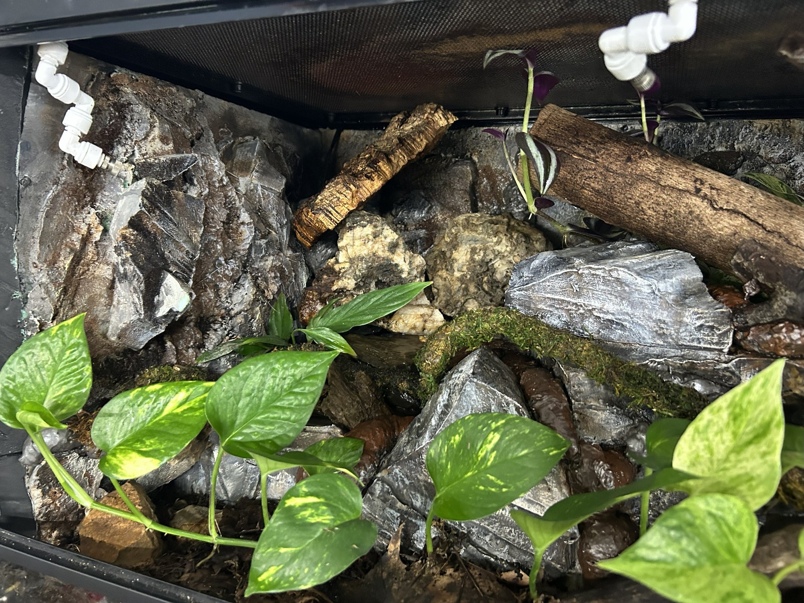 Terrarium Start Up kit-Large 30-55 gallon -Tropical or Woodland Environment